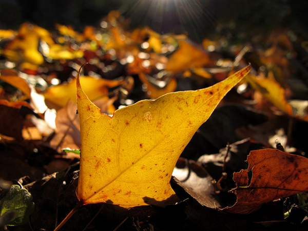 Catching the Light - Beautiful and Colorful Autumn Leaves Photography