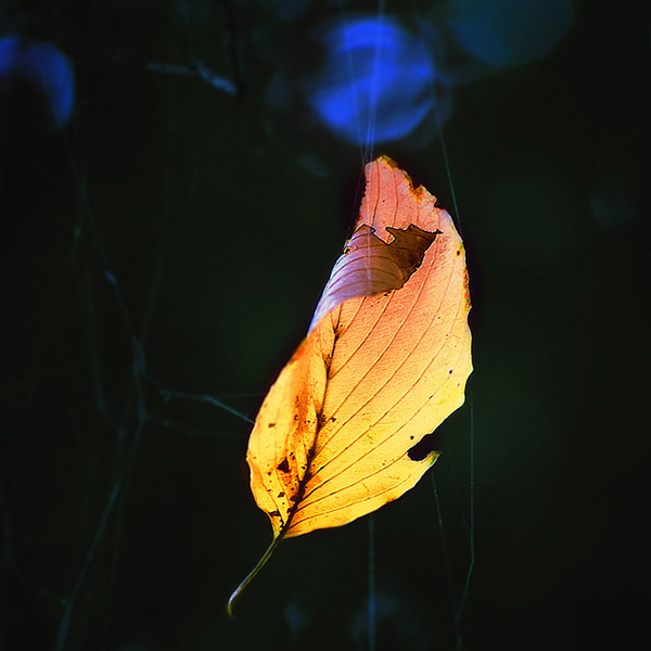 Till the coldness comes - Beautiful and Colorful Autumn Leaves Photography