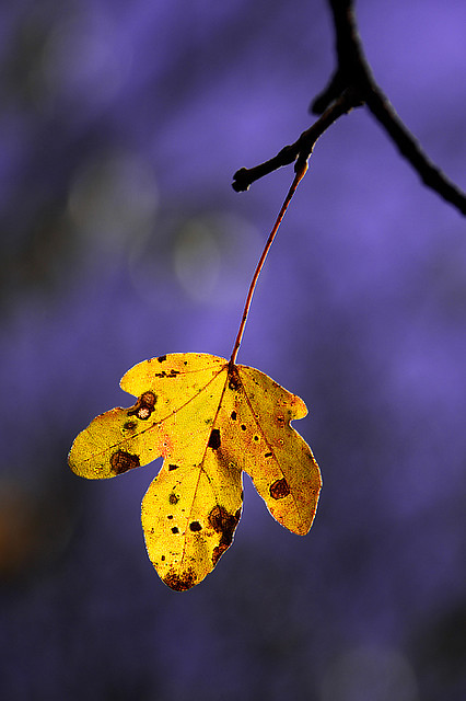 The fall - Beautiful and Colorful Autumn Leaves Photography