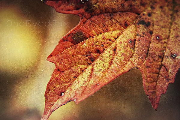 We change, whether we like it or not - Ralph Waldo Emerson - Beautiful and Colorful Autumn Leaves Photography