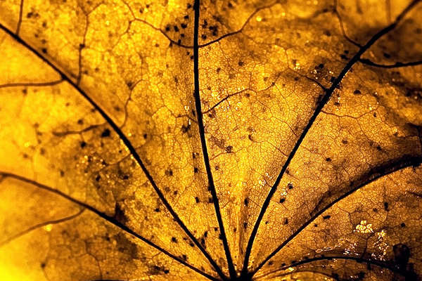 Veinal - Beautiful and Colorful Autumn Leaves Photography