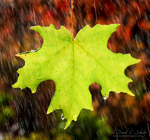 Autumn Shower - Beautiful and Colorful Autumn Leaves Photography