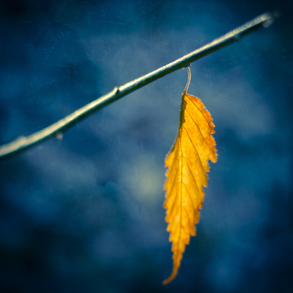 One last leaf - Beautiful and Colorful Autumn Leaves Photography