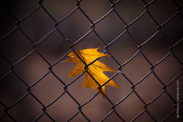 Trapped for Winter - Beautiful and Colorful Autumn Leaves Photography