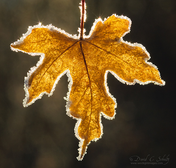 Translucent - Beautiful and Colorful Autumn Leaves Photography