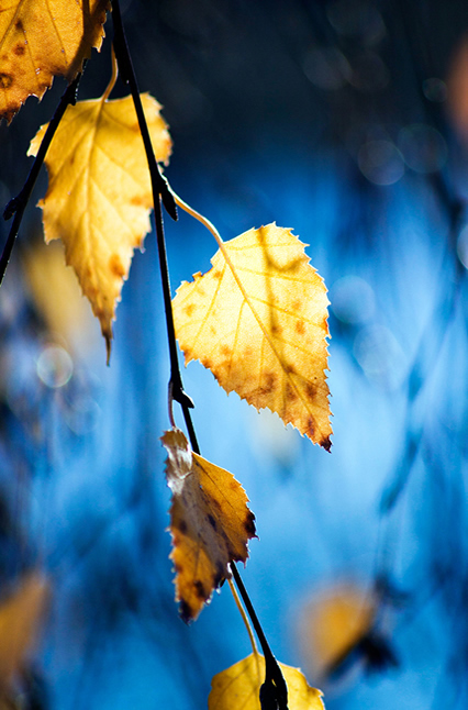 Autumn Leaves - Beautiful and Colorful Autumn Leaves Photography