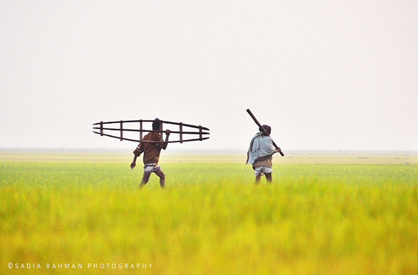 Farmers of the Farmland - Shunamgonj, Bangladesh