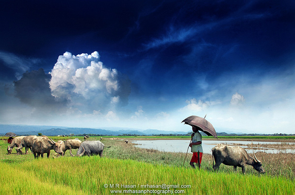The Shepherd - Goyanghat, Sylhet, Bangladesh