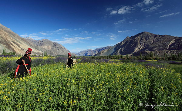 The Fertile Land of Nubra Valley - Ladakh, India