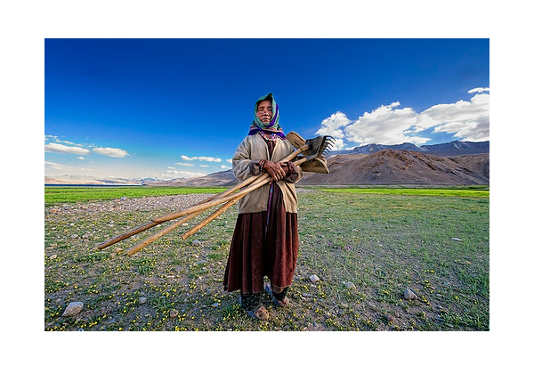 Lady Farmer - Korzok, Ladakh, India