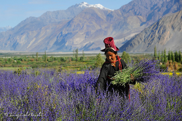 In the Last Lavender Glimmer of Summer Day - Ladakh, India