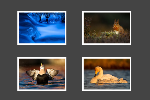 Danny Green - 25 Inspiring Portfolio Websites of Wildlife Photographers