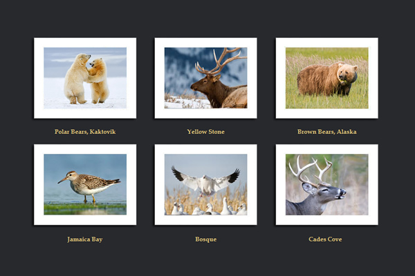 Siddhardha Garige - 25 Inspiring Portfolio Websites of Wildlife Photographers