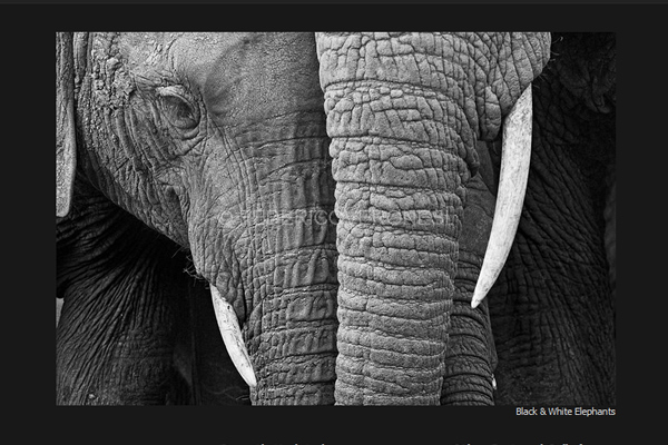 Federico Veronesi - 25 Inspiring Portfolio Websites of Wildlife Photographers