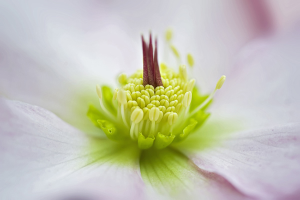 Beautiful Flora and Fauna Photography by Jacky Parker