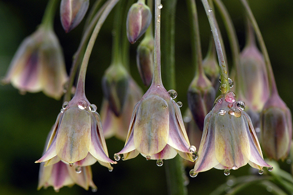 Beautiful Flora and Fauna Photography by Jacky Parker