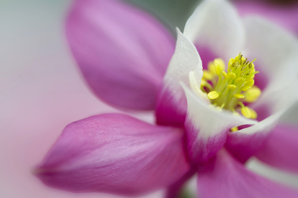 Beautiful Flora and Fauna Photography by Jacky Parker