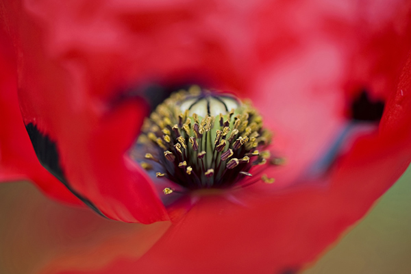 Beautiful Flora and Fauna Photography by Jacky Parker