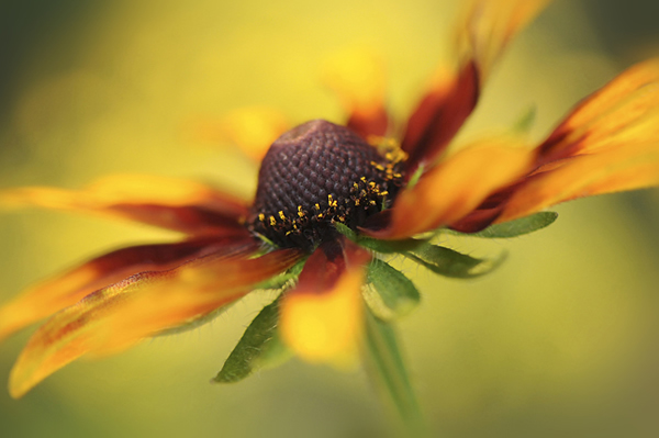 Beautiful Flora and Fauna Photography by Jacky Parker