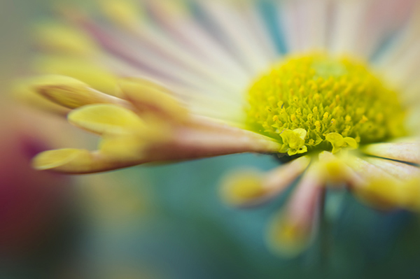 Beautiful Flora and Fauna Photography by Jacky Parker