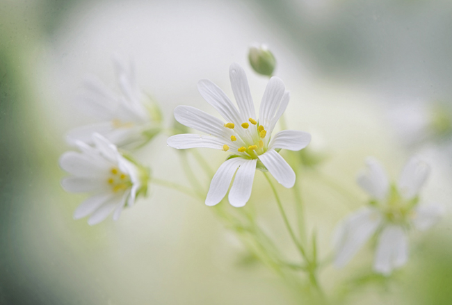 Beautiful Flora and Fauna Photography by Jacky Parker