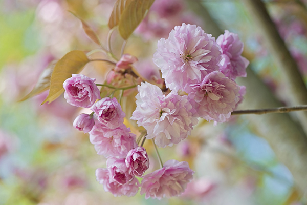 Beautiful Flora and Fauna Photography by Jacky Parker