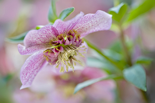 Beautiful Flora and Fauna Photography by Jacky Parker