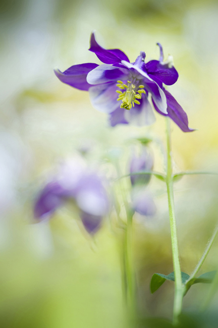 Beautiful Flora and Fauna Photography by Jacky Parker