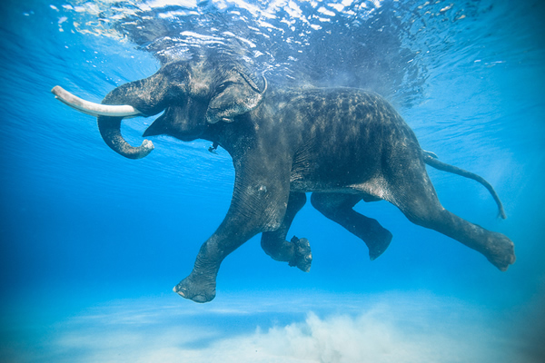 Elephant in Water - Canon 5D Photography