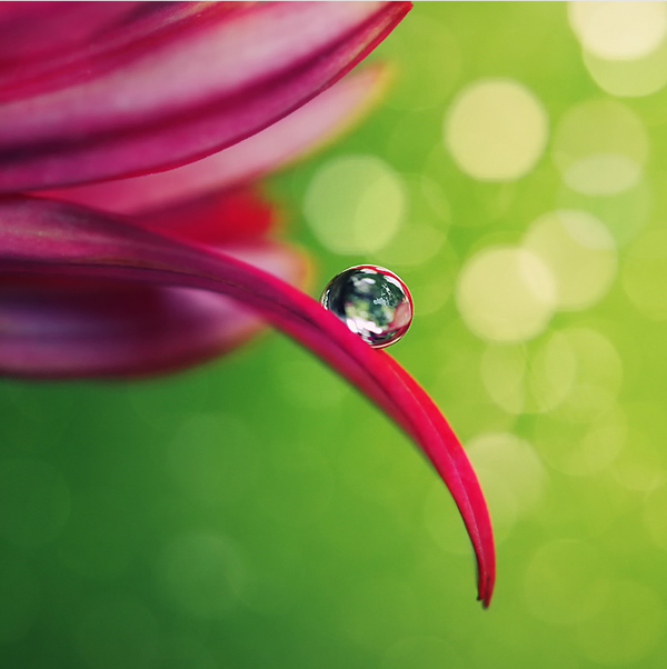 Water Drop in Bokeh - Canon 5D Photography