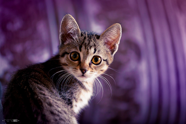 Cat - Canon 5D Photography