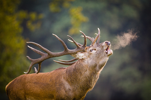 King of the Woods - Canon 5D Photography