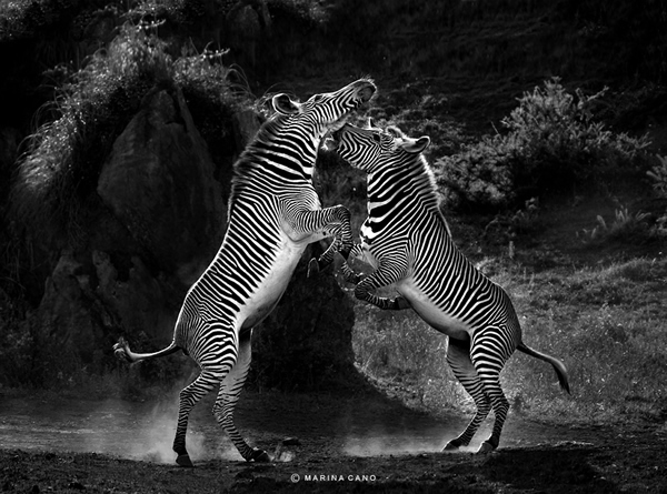 Interview with Wildlife Photographer Marina Cano