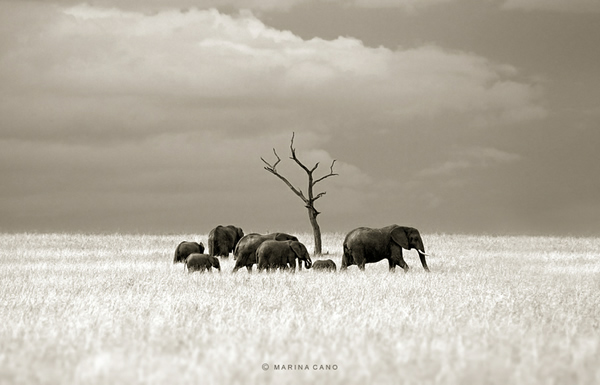 Interview with Wildlife Photographer Marina Cano