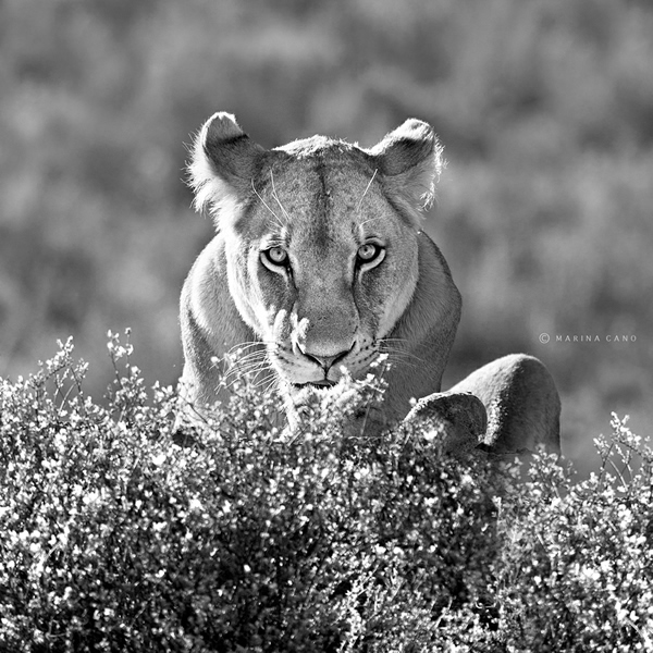 Interview with Wildlife Photographer Marina Cano