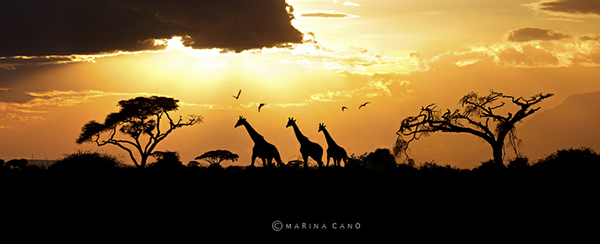 Interview with Wildlife Photographer Marina Cano