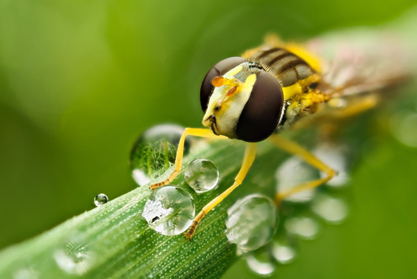 Macro Photography by Velian Jagev