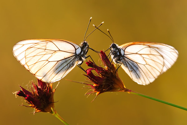 Macro Photography by Velian Jagev