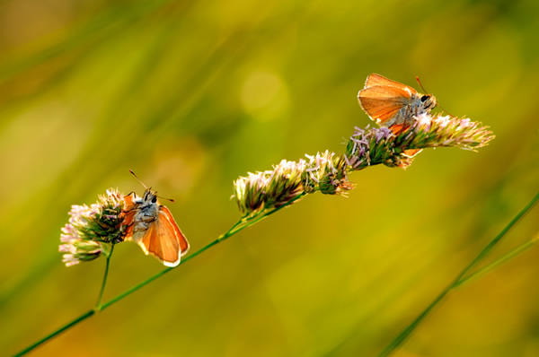 Macro Photography by Velian Jagev