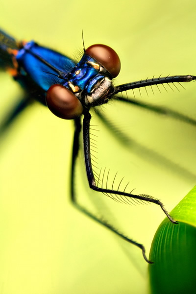 Macro Photography by Velian Jagev