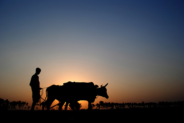 Best Entries of The Mood Of Silhouette Photo Contest