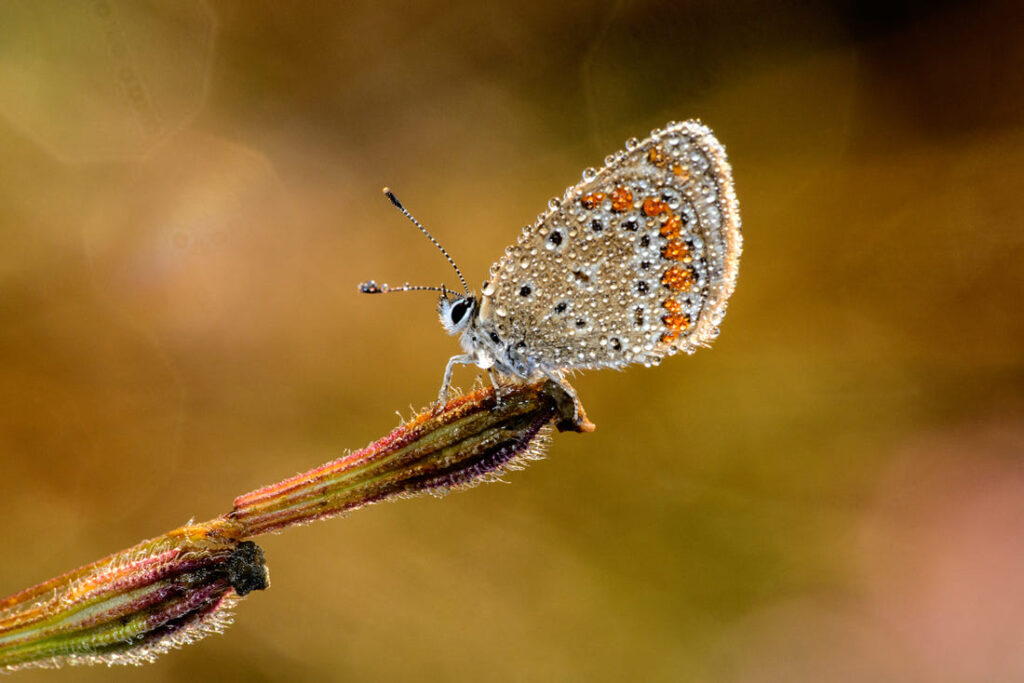 Macro Photography by Velian Jagev