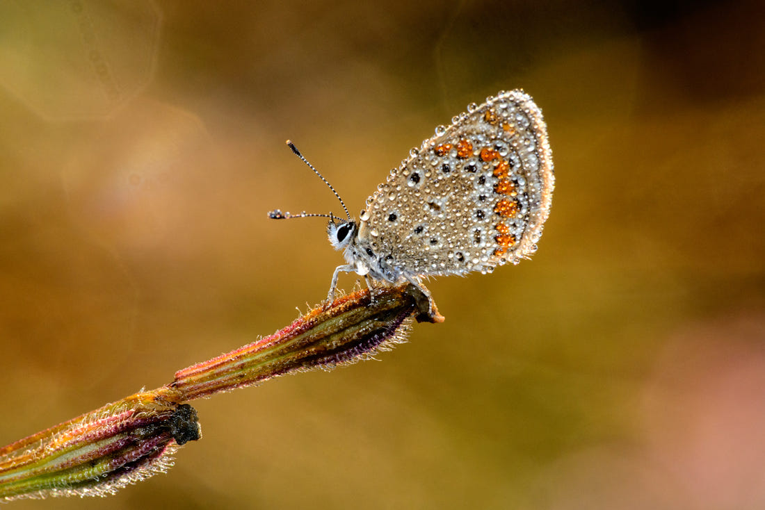 Macro Photography by Velian Jagev