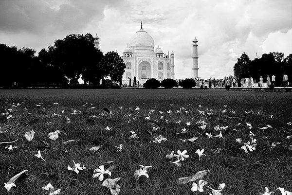 The Magical Taj with leaves and flowers by Soumya Bandyopadhyay