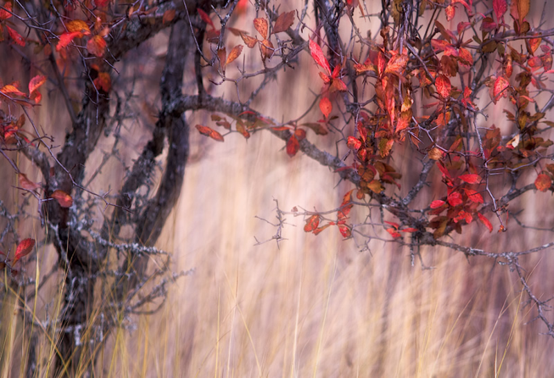 Creative Abstract Photography by Ursula Abresch