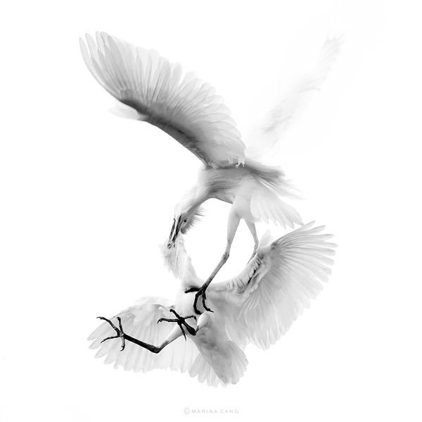 black and white photography birds