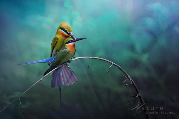 Beautiful Examples of Bird Photography - Couples birds
