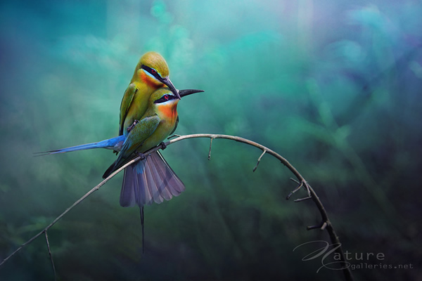 hd wallpaper of love birds