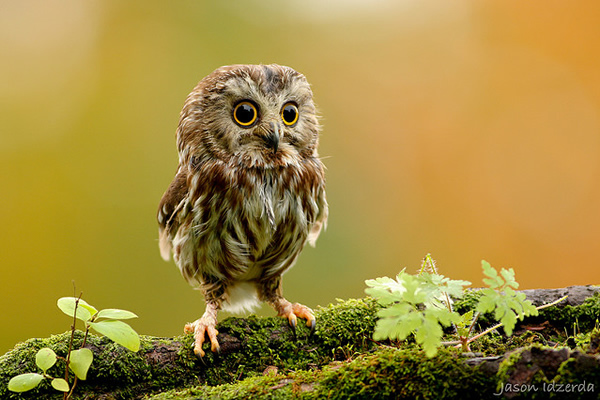 Beautiful Examples of Bird Photography - Saw Whet on the Moss