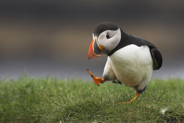 Beautiful Examples of Bird Photography - Silly Walk